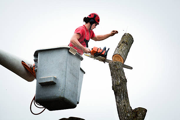 Best Tree Removal  in Groton, SD